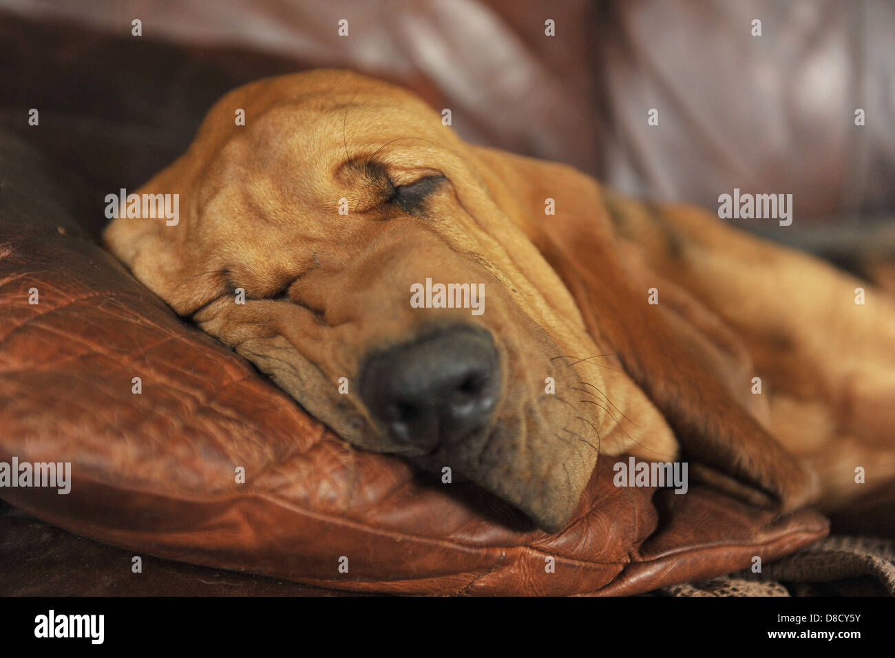 Bloodhound couchage Banque D'Images
