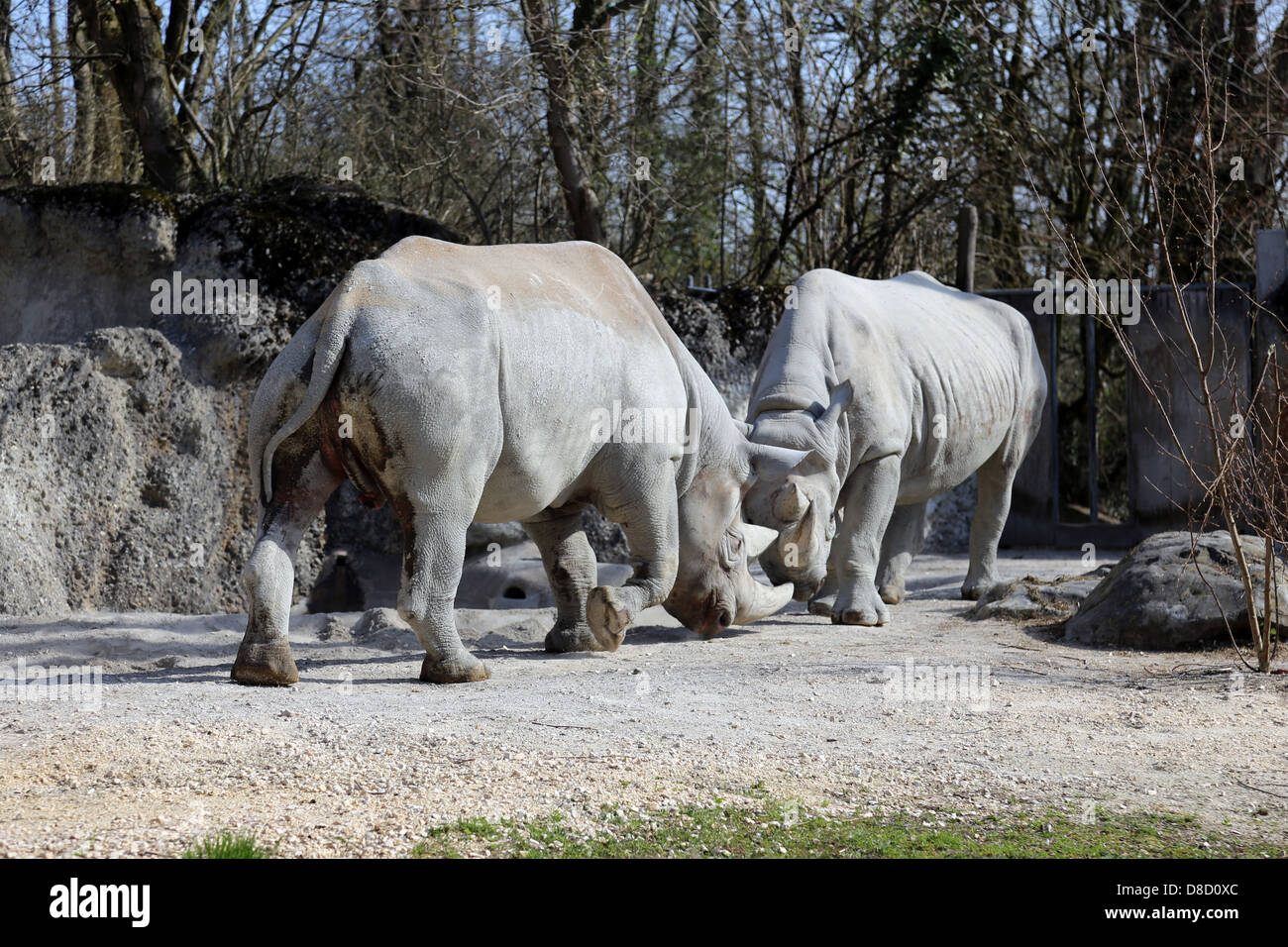 Face à face deux rhinos Banque D'Images