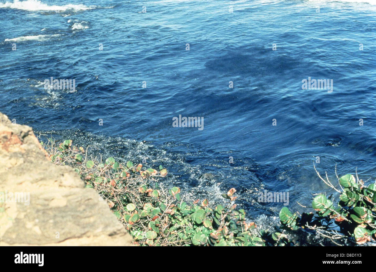 On voit du pétrole flotter à la surface des vagues dans un environnement océanique ou côtier, dépeignant les effets d'un déversement de pétrole. L'image met en évidence les préoccupations environnementales liées à la contamination de l'eau par le pétrole. Banque D'Images