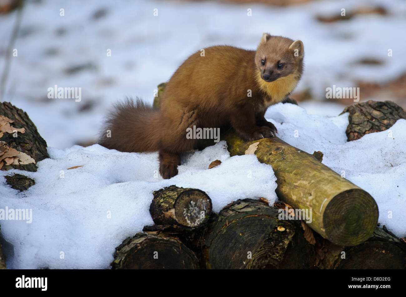 La martre d'Europe, Martes martes, Vechta, Niedersachsen, Allemagne Banque D'Images