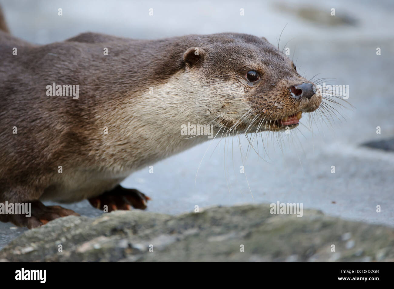 Loutre d'Europe, Lutra lutra, Lüneburger Heide, Allemagne Banque D'Images