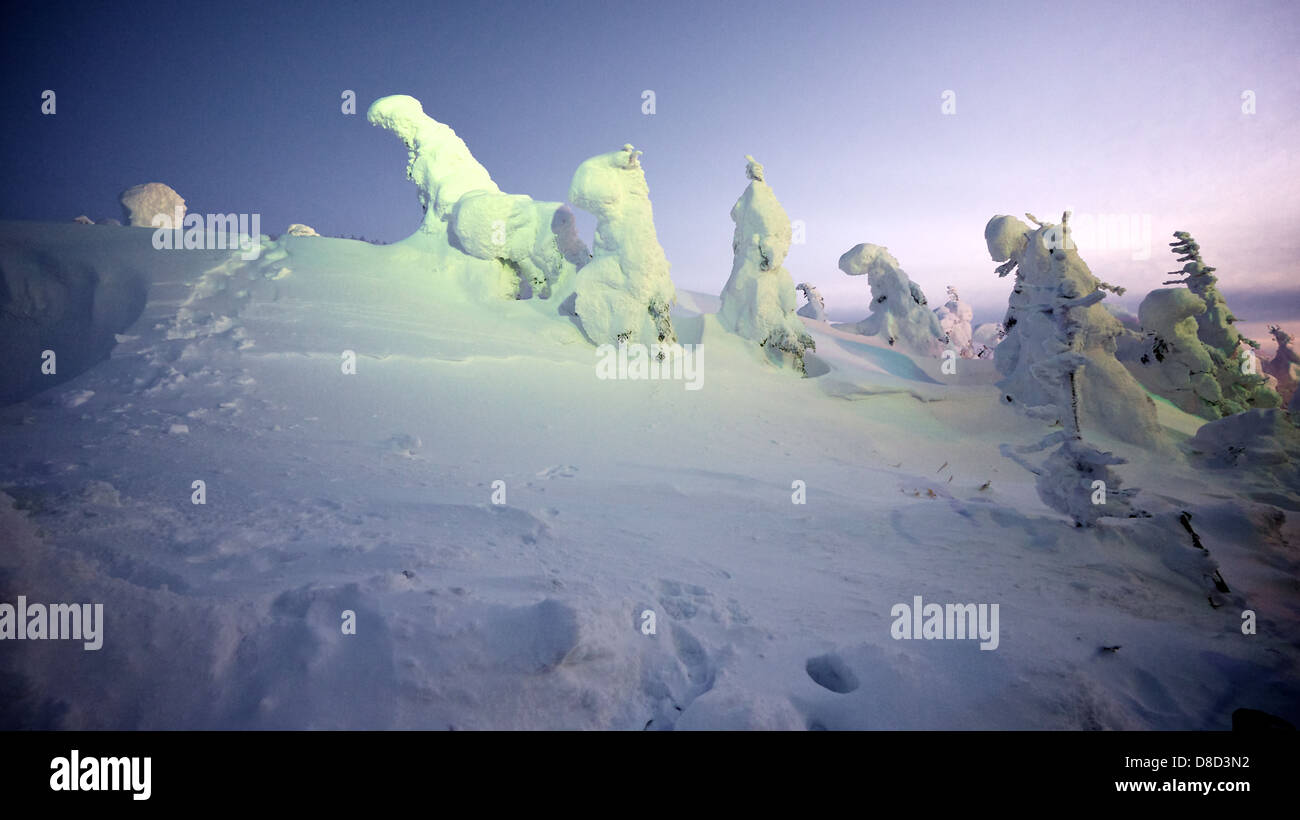 Monstres de neige du mont Zao éclairés la nuit pour le trésor de touristes visitant Banque D'Images