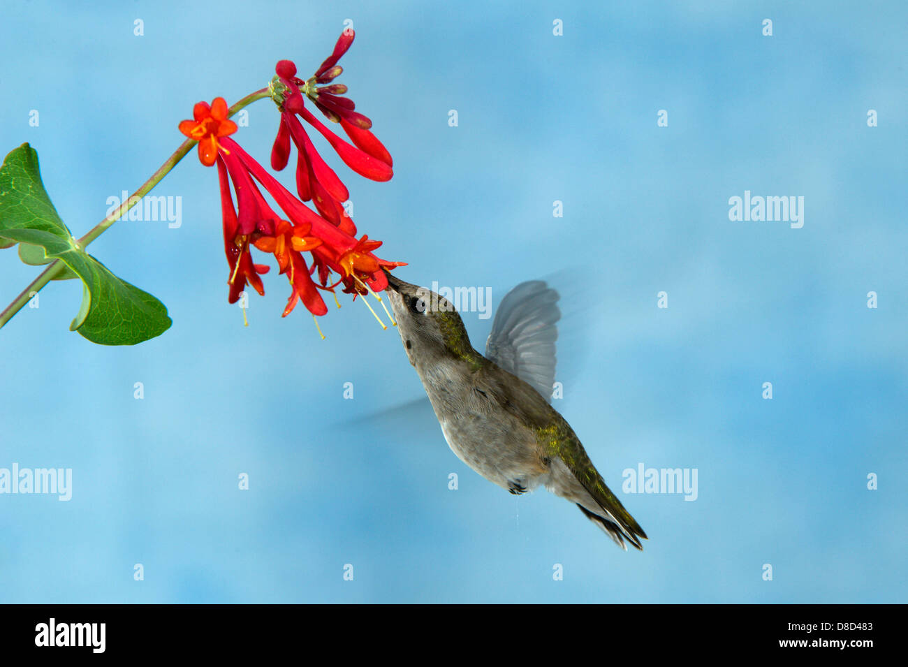 Colibri à gorge noire une fleur en quête de Cristoval, Texas, États-Unis Banque D'Images