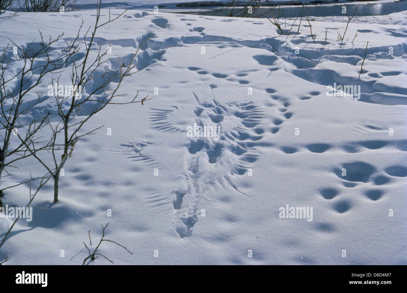 Cette image montre des empreintes animales dans la neige, indiquant l'activité des prédateurs et des proies. Les gravures mettent en évidence les traces laissées par les animaux se déplaçant dans la neige, offrant un aperçu de leur comportement et de leur interaction dans un environnement naturel. Banque D'Images