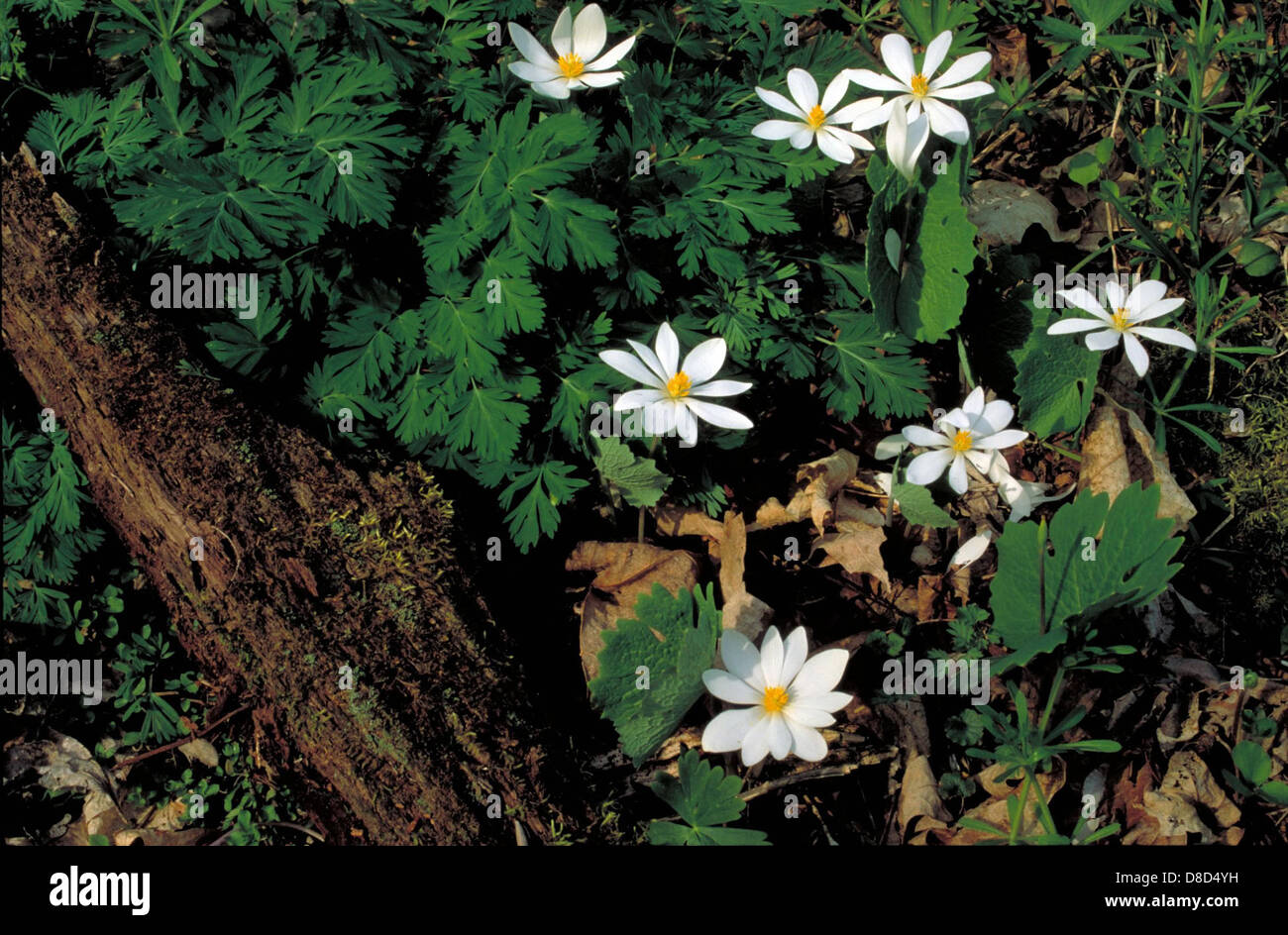 Un design de papier peint simple et texturé, offrant un fond neutre pour une variété de styles de décoration intérieure. Les papiers peints sont largement utilisés pour améliorer l'attrait esthétique des murs dans les maisons et les espaces commerciaux. Banque D'Images