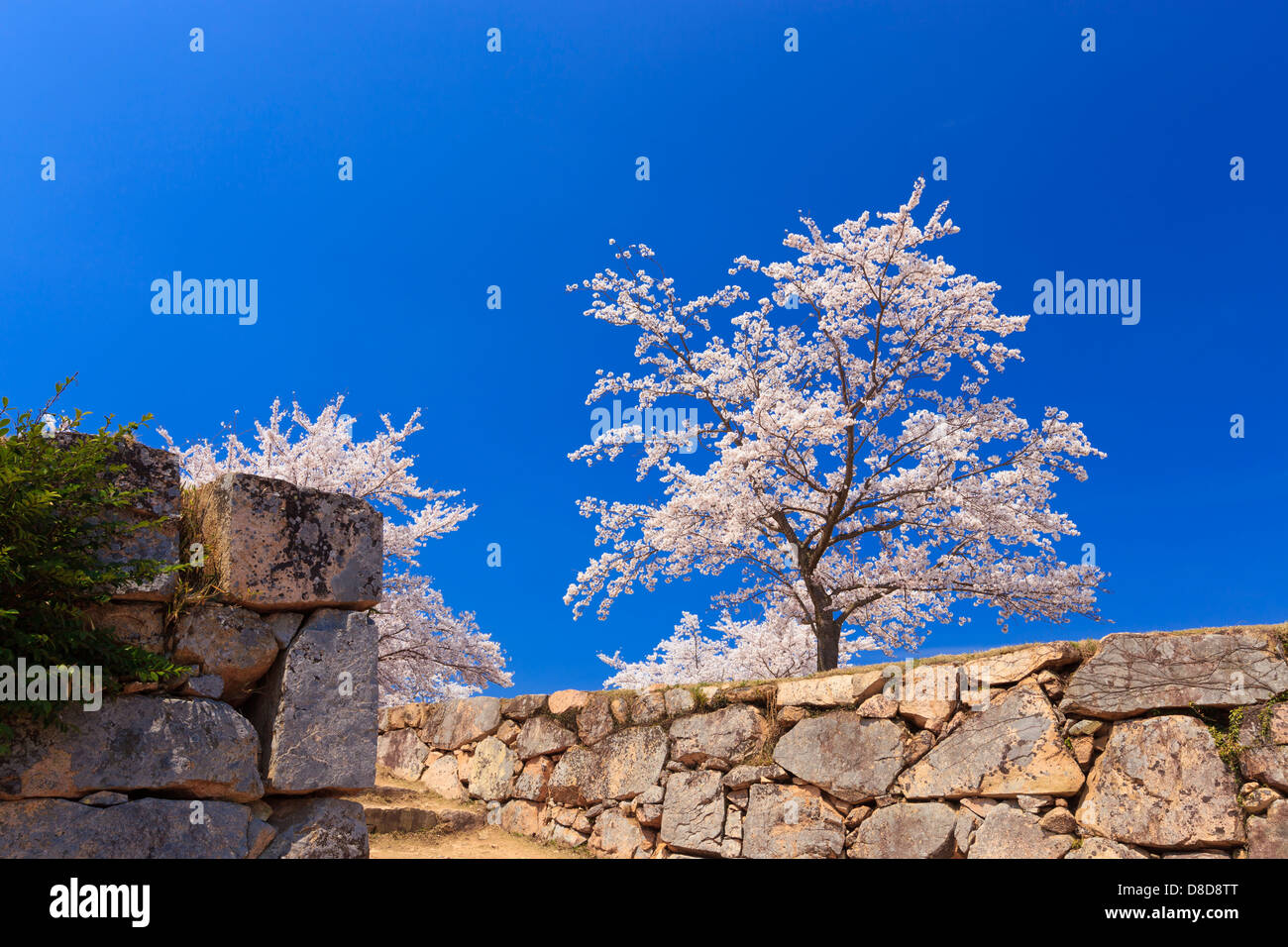 Cerisiers en fleurs et Takeda Château Banque D'Images