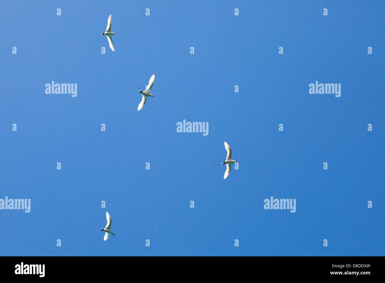 Tropicbirds à queue rouge affichant un vaisseau d'audience aérien dans un ciel bleu clair, îles hawaïennes (Phaethon rubricauda rothschildi) Banque D'Images