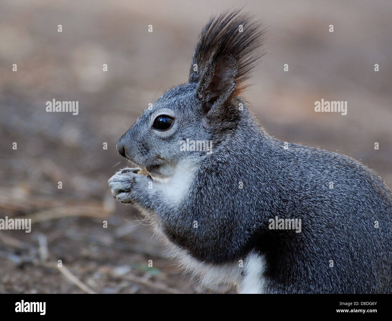 Gros plan d'un écureuil dans la nature, présentant ses caractéristiques détaillées. Les écureuils sont de petits mammifères que l'on trouve couramment dans les forêts et les zones urbaines, connus pour leur agilité et leur queue touffue. Banque D'Images