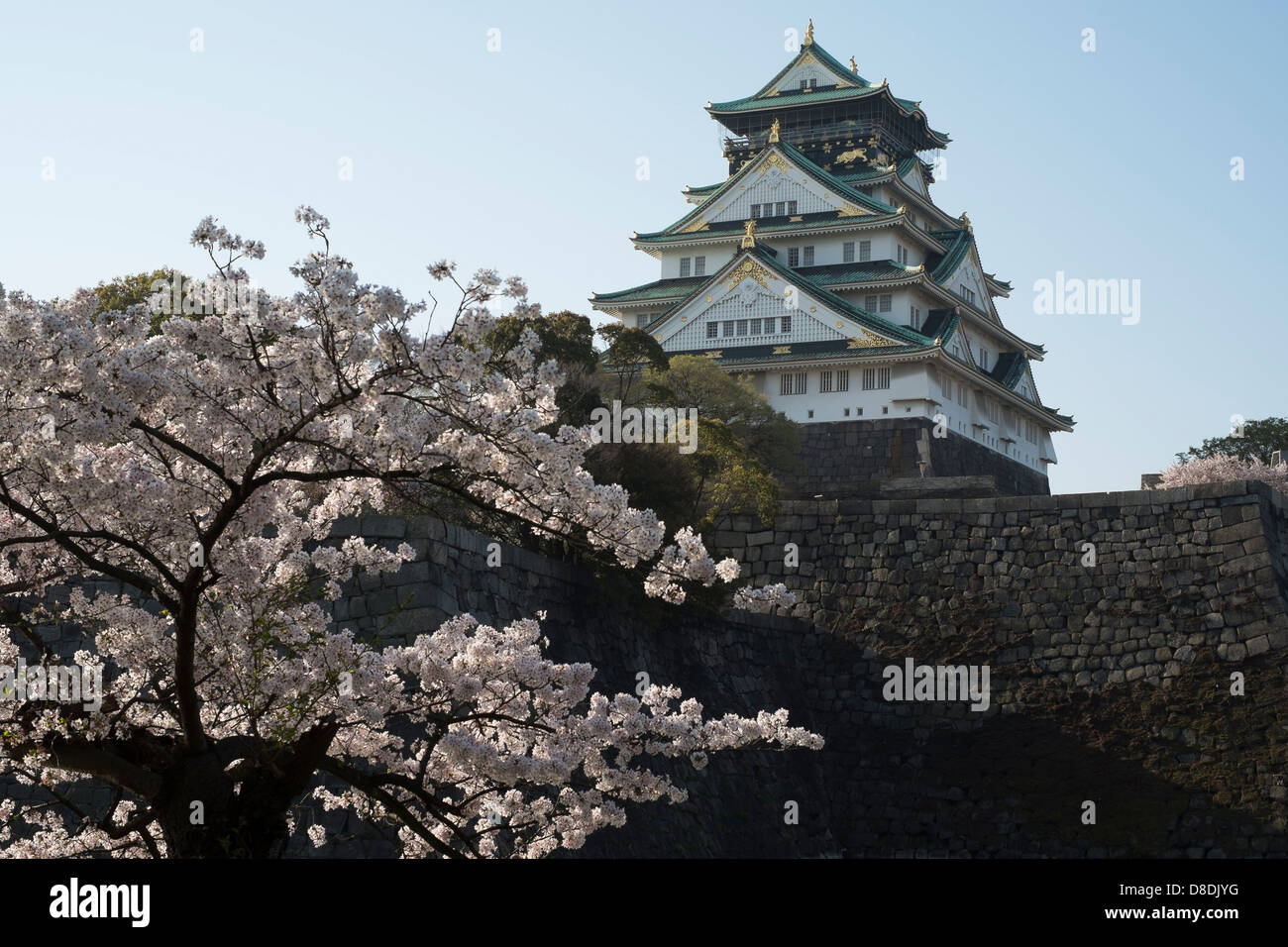 Château d'Osaka, Osaka, Japon, avec les cerisiers en fleurs (Sakura). Banque D'Images