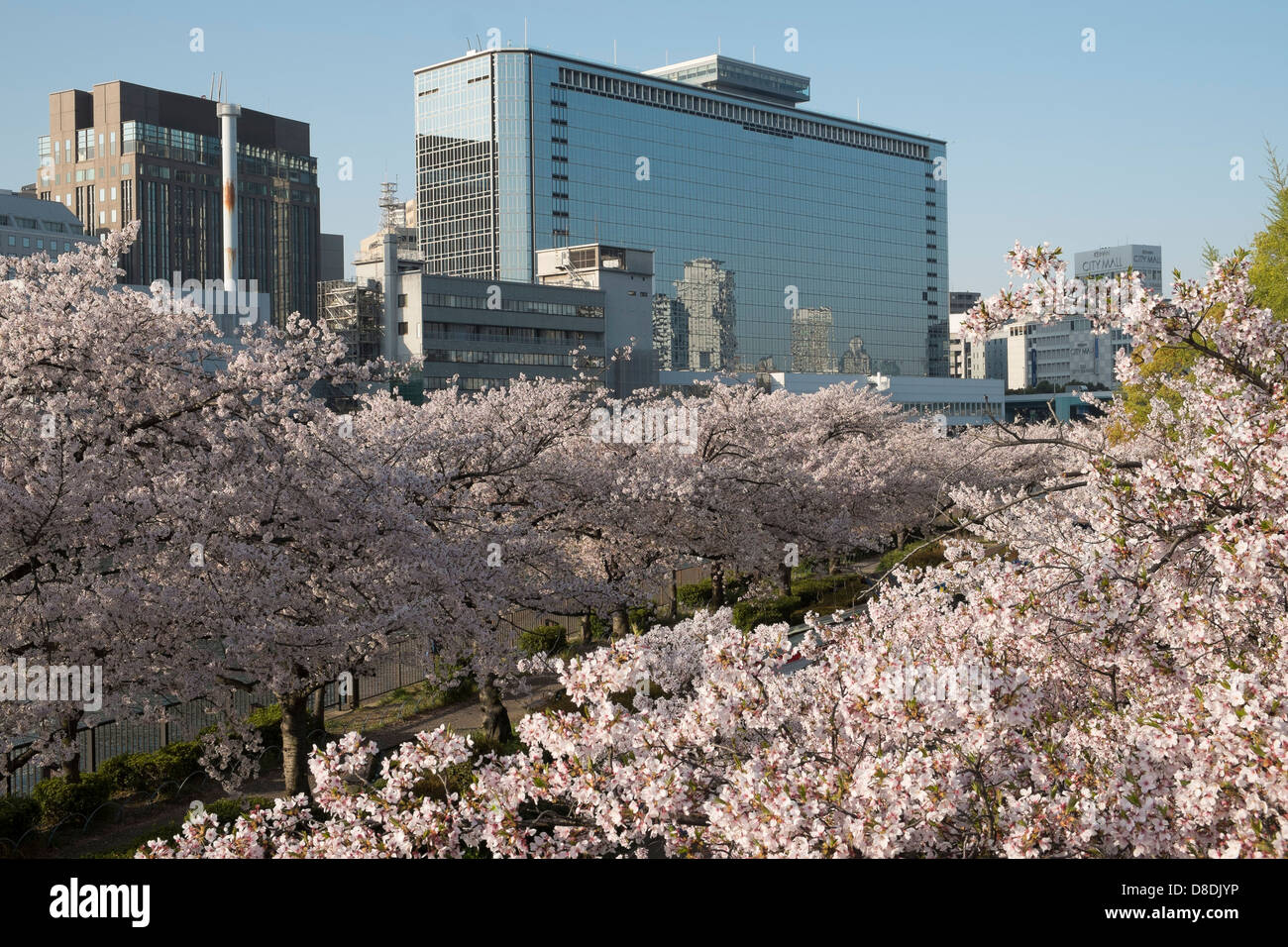 Les fleurs de cerisier (Sakura) à Osaka au Japon. Banque D'Images