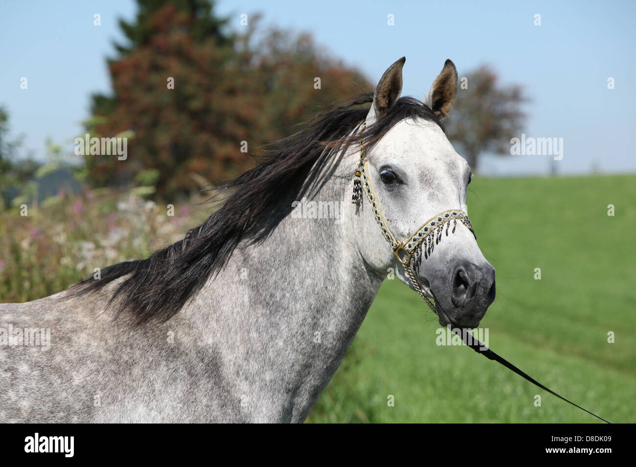 Nice arabian stallion avec show-nu en face de certains arbres Banque D'Images