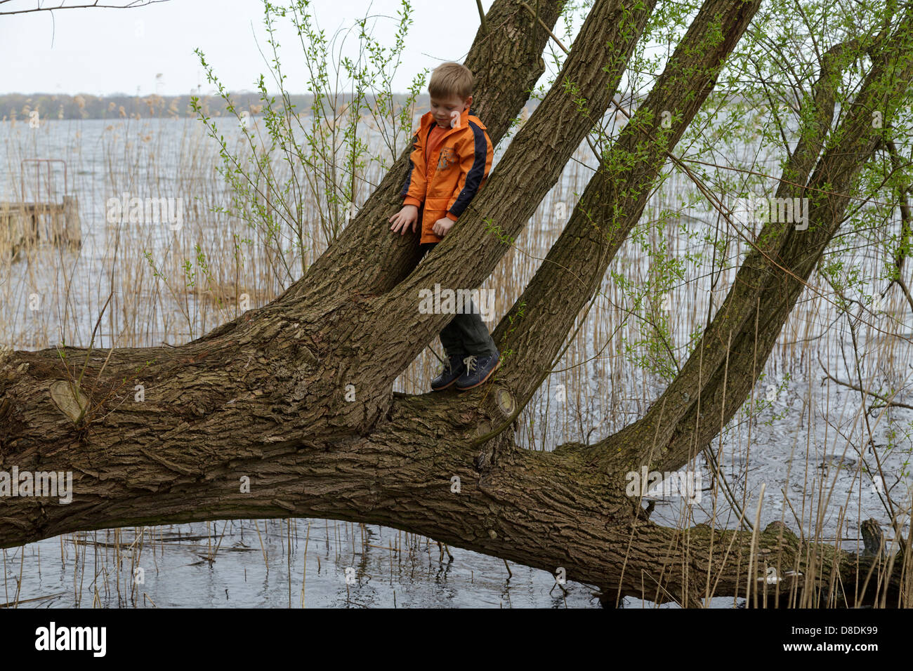 Jeune garçon escalade un arbre qui pousse dans un lac Banque D'Images