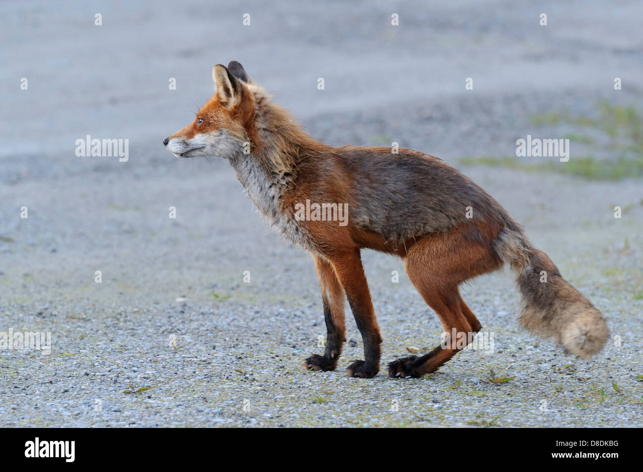 Le renard roux, Vulpes vulpes, lauvsnes, Norvège Banque D'Images