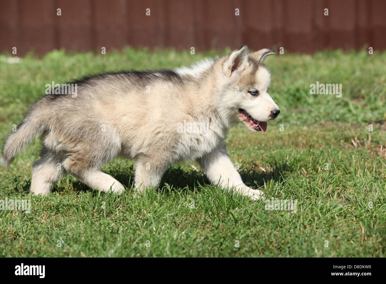 Chiot Husky Sibérien déménagement on Green grass Banque D'Images
