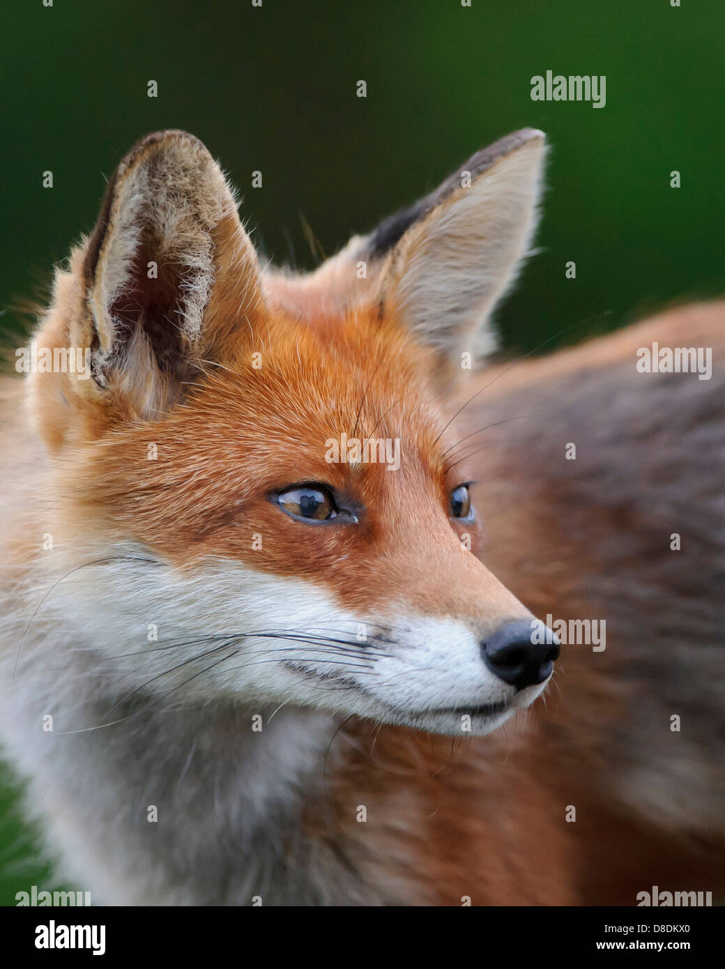 Le renard roux, Vulpes vulpes, lauvsnes, Norvège Banque D'Images