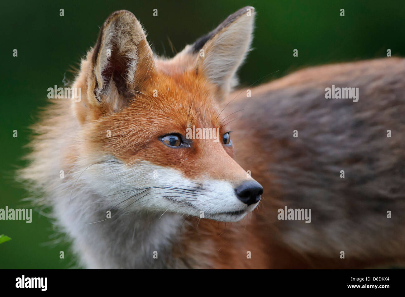 Le renard roux, Vulpes vulpes, lauvsnes, Norvège Banque D'Images