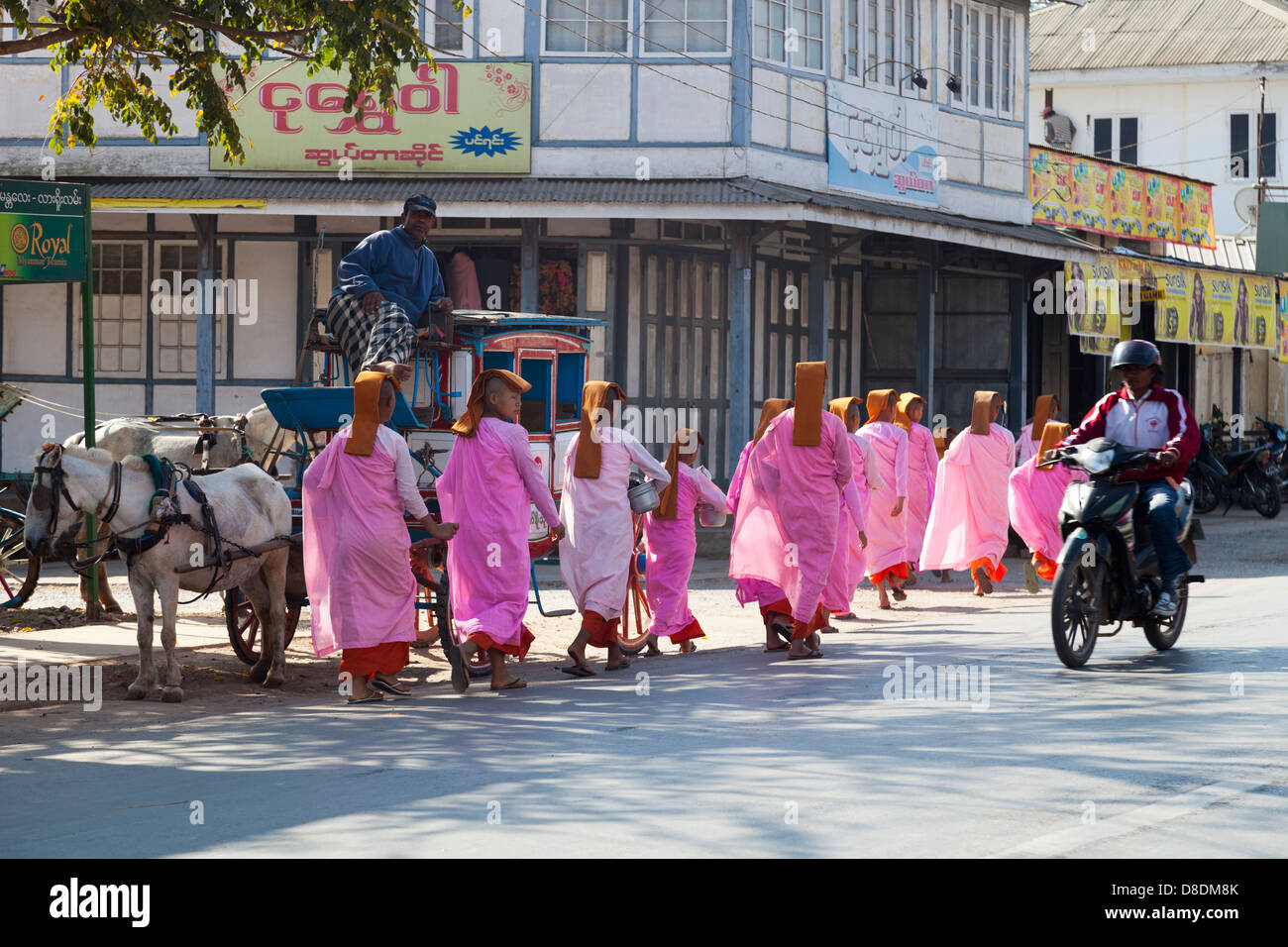 Les nonnes bouddhistes débutants tous les risques en traversant la route de Mandalay, Myanmar 1 Banque D'Images