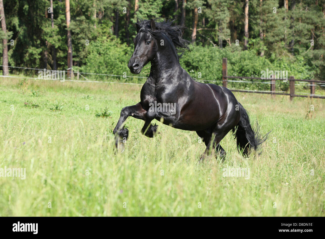 Magnifique étalon frison noir tournant en face de la forêt Banque D'Images