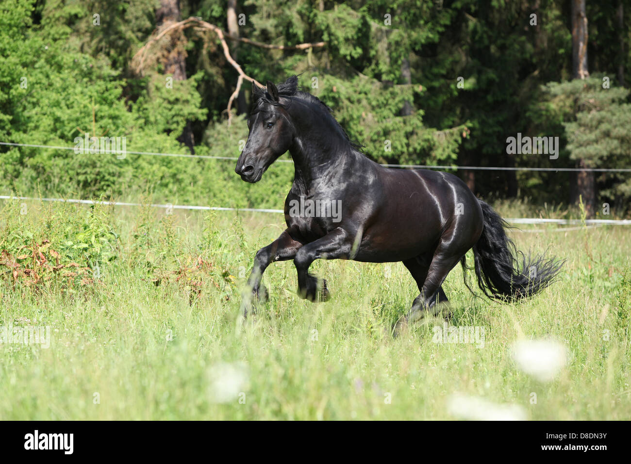 Magnifique étalon frison noir tournant en face de la forêt Banque D'Images