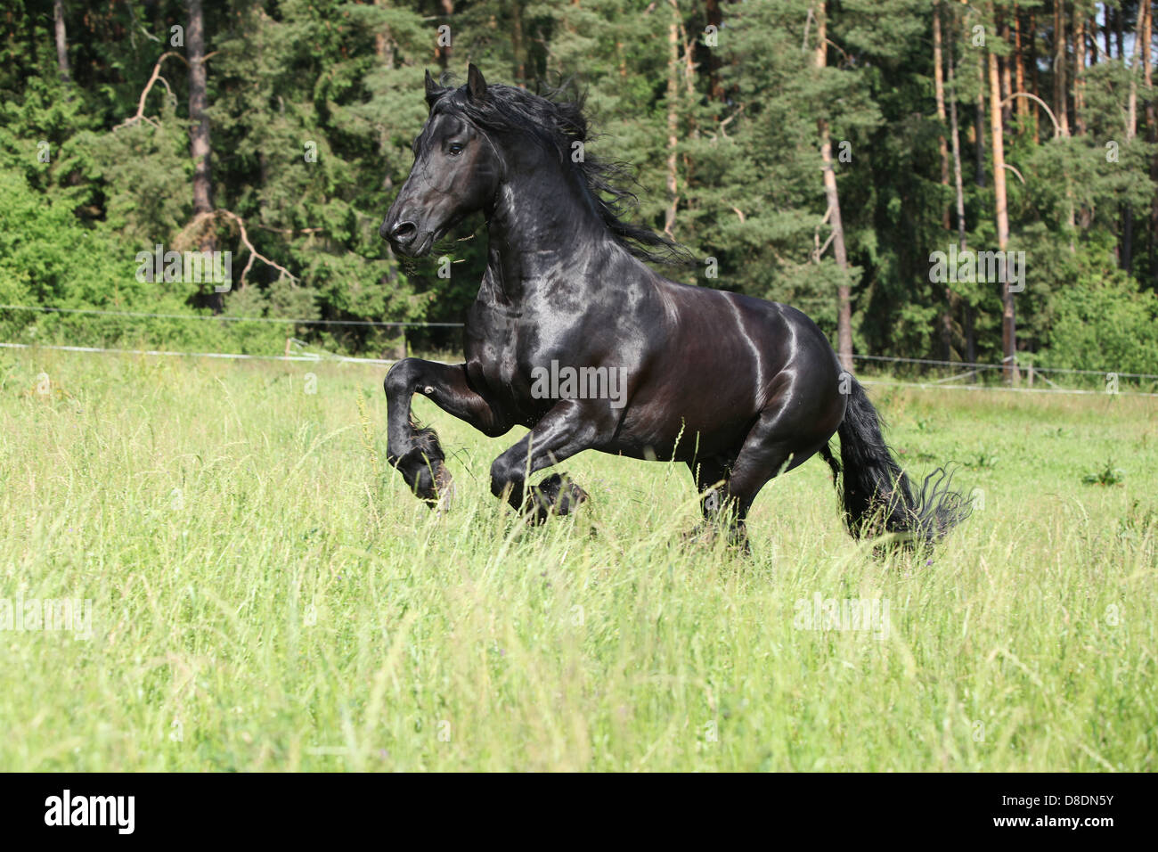 Magnifique étalon frison noir tournant en face de la forêt Banque D'Images