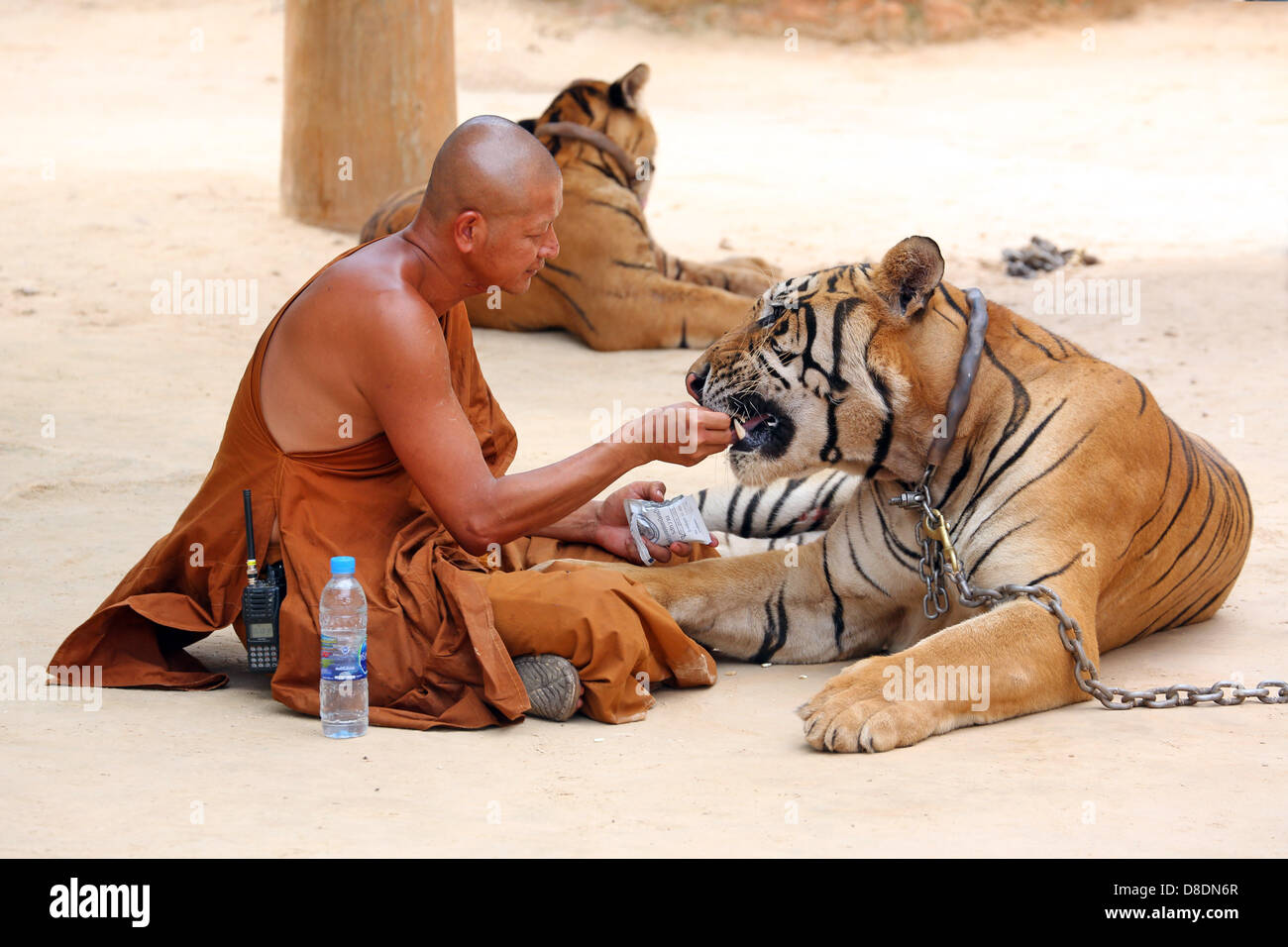 Kanchanaburi, Thaïlande. 26 mai, 2013. Les tigres sont habitués à vivre dans les pays chauds, mais même les meilleurs d'entre eux ne peuvent pas résister à jouer dans l'eau quand il fait très chaud ou simplement se détendre seul ou avec un moine du Temple ! Crédit : Paul Brown/Alamy Live News Banque D'Images