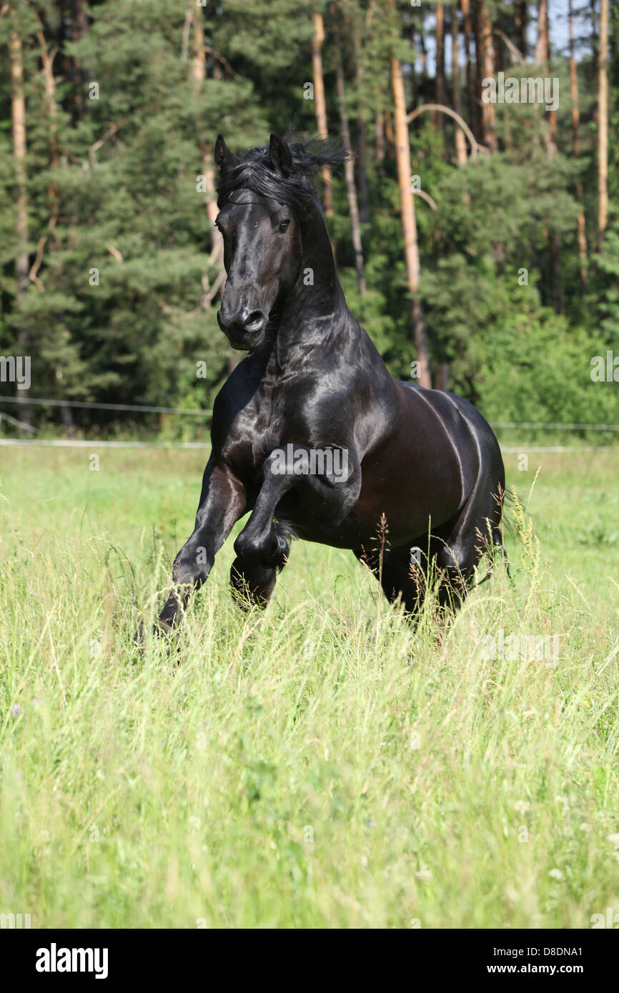 Magnifique étalon frison noir tournant en face de la forêt Banque D'Images