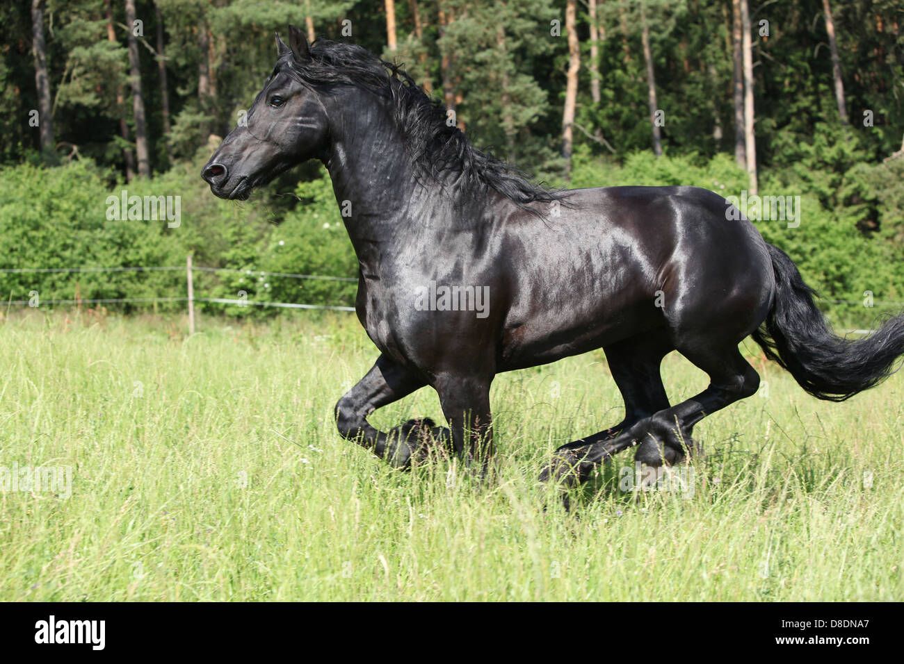 Magnifique étalon frison noir tournant en face de la forêt Banque D'Images