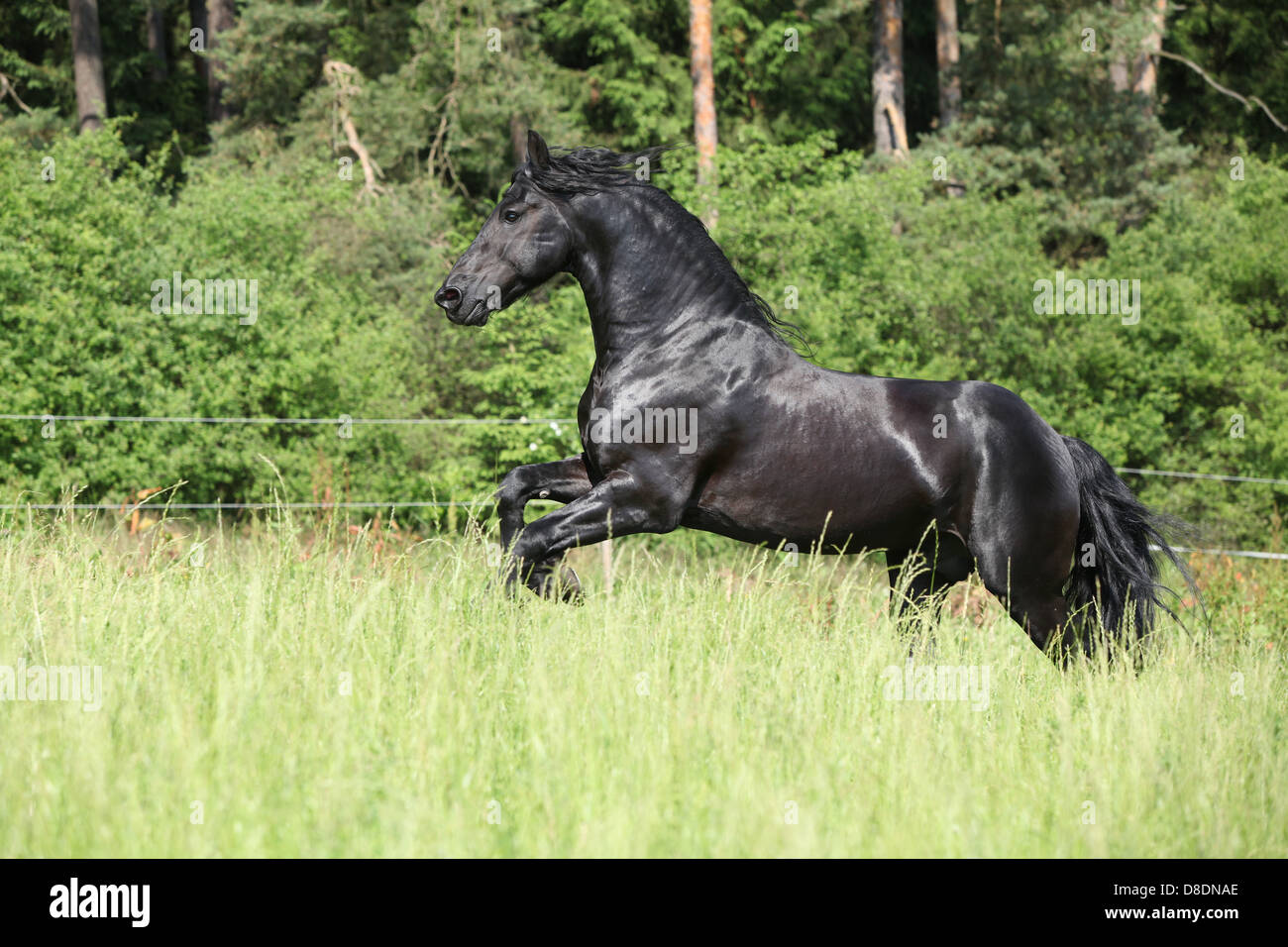 Magnifique étalon frison noir tournant en face de la forêt Banque D'Images