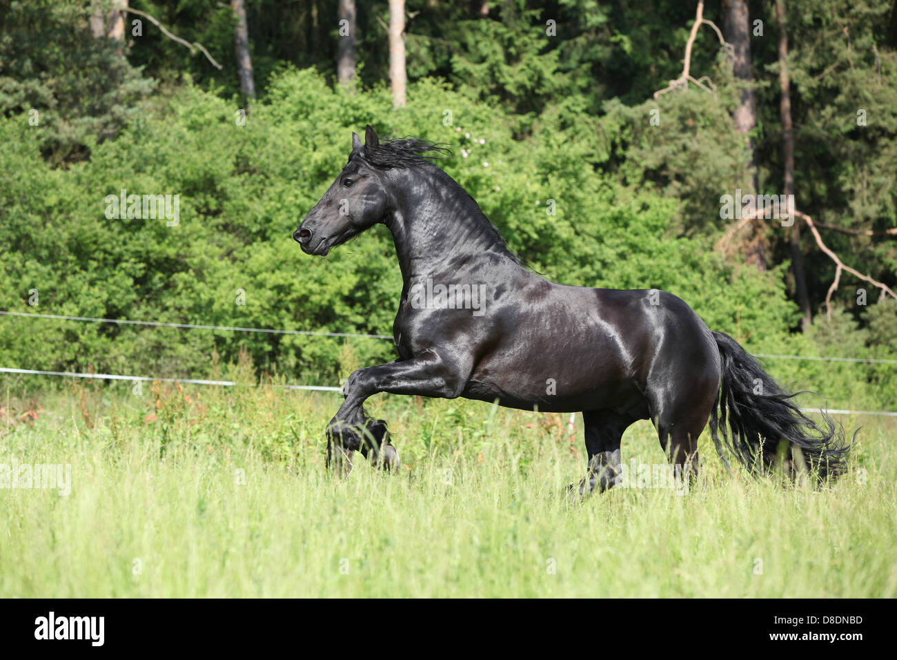 Magnifique étalon frison noir tournant en face de la forêt Banque D'Images
