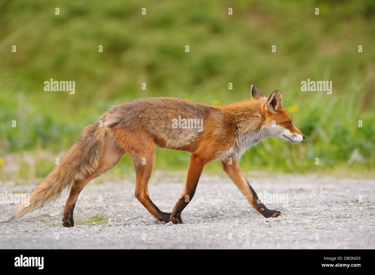 Le renard roux, Vulpes vulpes, lauvsnes, Norvège Banque D'Images