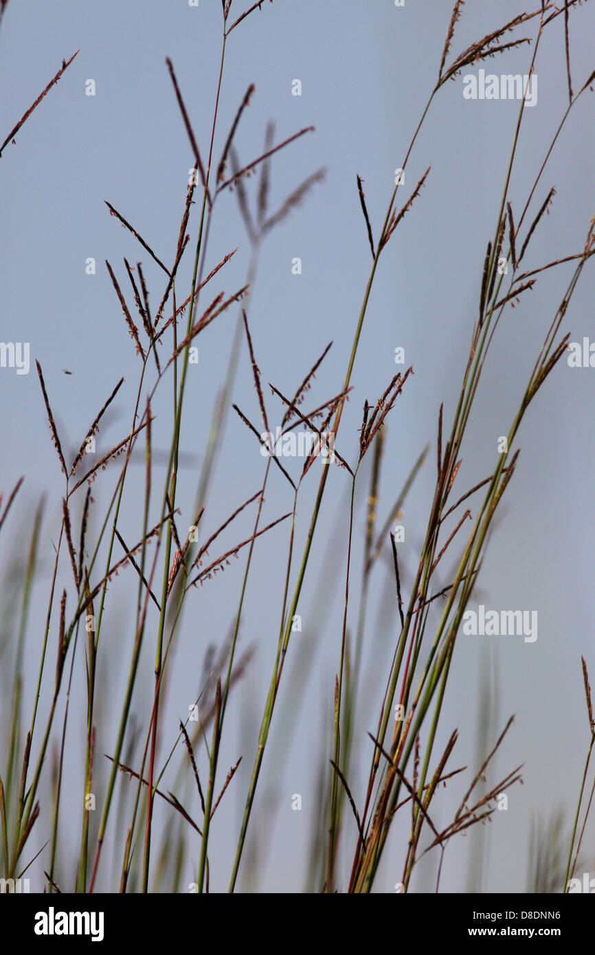 Le barbon de l'Ohio l'herbe des prairies Banque D'Images