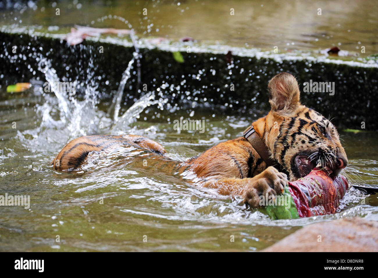 Kanchanaburi, Thaïlande. 26 mai, 2013. Les tigres sont habitués à vivre dans les pays chauds, mais même les meilleurs d'entre eux ne peuvent pas résister à jouer dans l'eau quand il fait très chaud ou simplement se détendre seul ou avec un moine du Temple ! Apollo les cinq mois et demi vieux Tiger Cub aime vraiment l'eau. Crédit : Paul Brown/Alamy Live News Banque D'Images