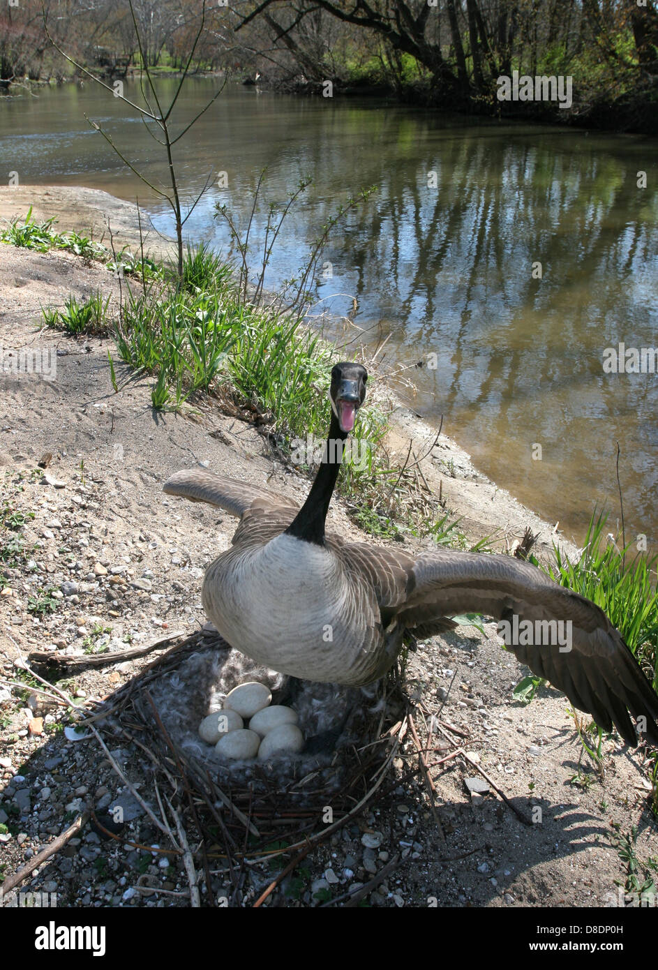 La défense de Canada goose nest sand bar Little Miami River dans l'Ohio  Photo Stock - Alamy