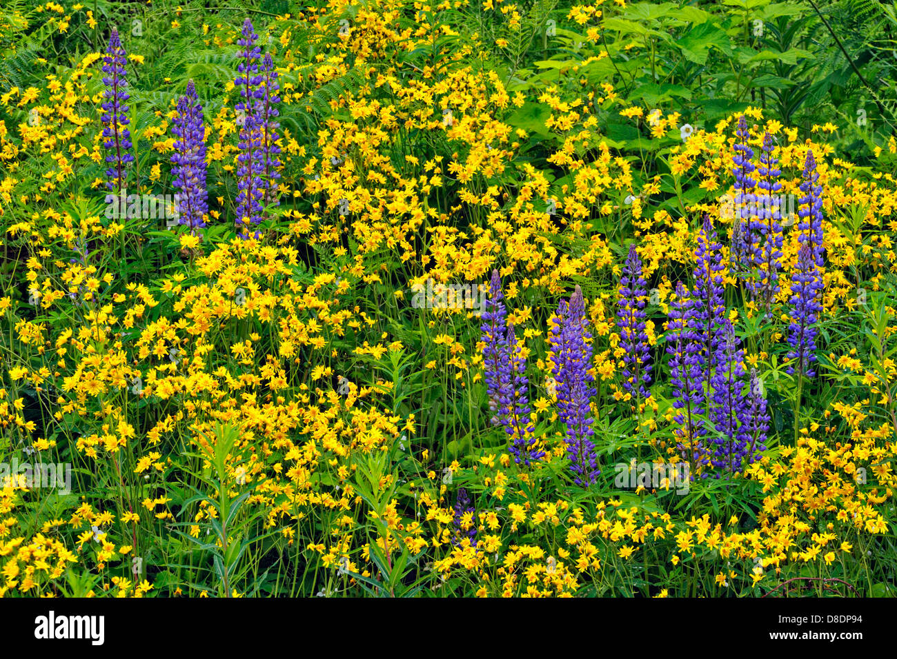 Les fleurs sauvages- Lupins et jacobée Terrace, Colombie-Britannique, Canada Banque D'Images