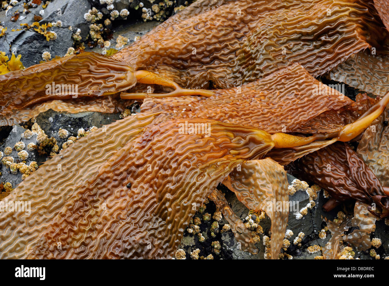 Le chou de mer (Hedophyllum frondes sessiles) l'archipel Haida Gwaii, Gwaii Haanas National Park, British Columbia, Canada Banque D'Images