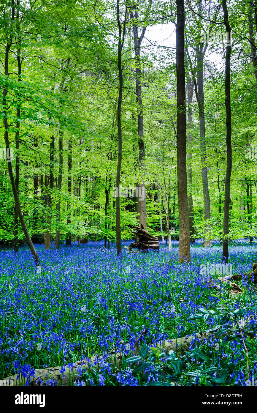 Tapis de jacinthes des bois, dans le Buckinghamshire, Royaume-Uni, Angleterre Banque D'Images