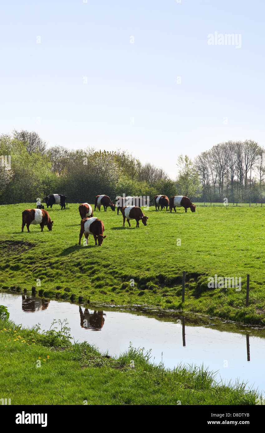 Dutch Belted ou Lakenvelder vaches - un vieux et rare race de bovins laitiers néerlandais - sur le pâturage au printemps Banque D'Images