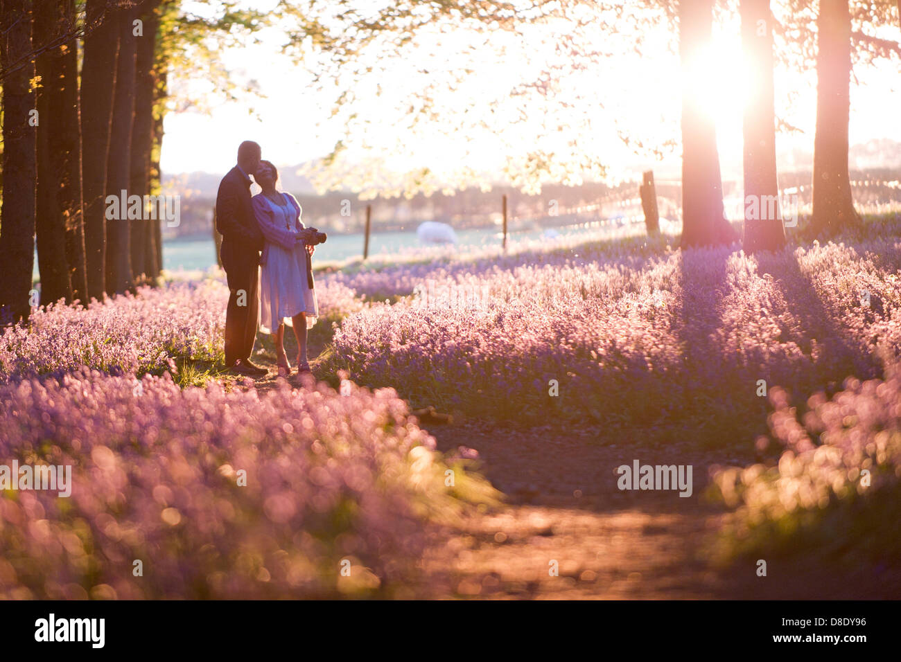 ASHRIDGE ESTATE, au Royaume-Uni. 26 mai 2013. Un coucher du soleil doré s'allume les bluebell Woods. Un couple marche parmi les jacinthes, prendre des photos. Credit : Polly Thomas/Alamy Live News Banque D'Images