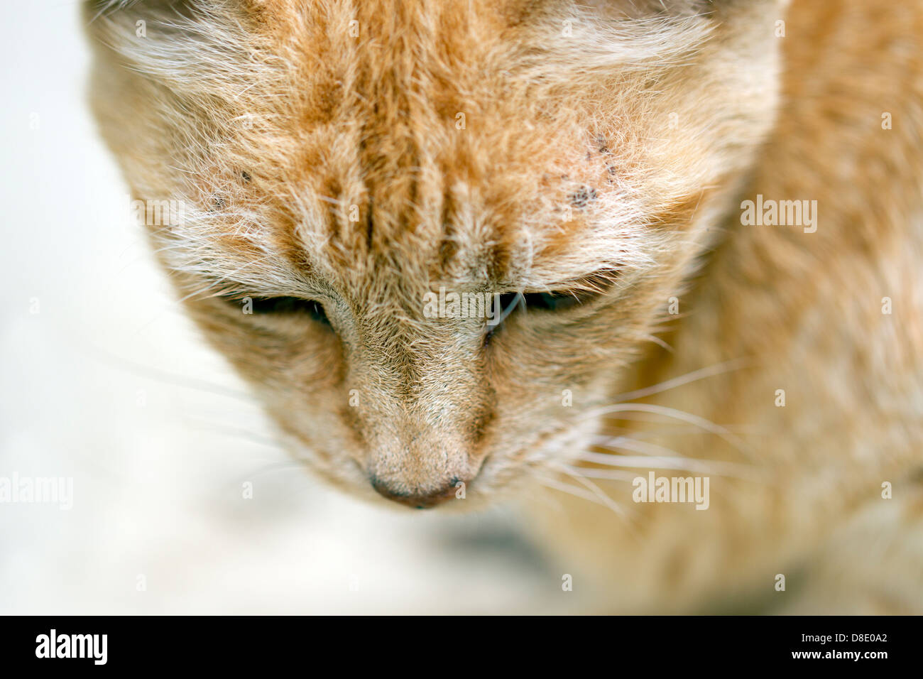 Cute Chat tigré Banque D'Images