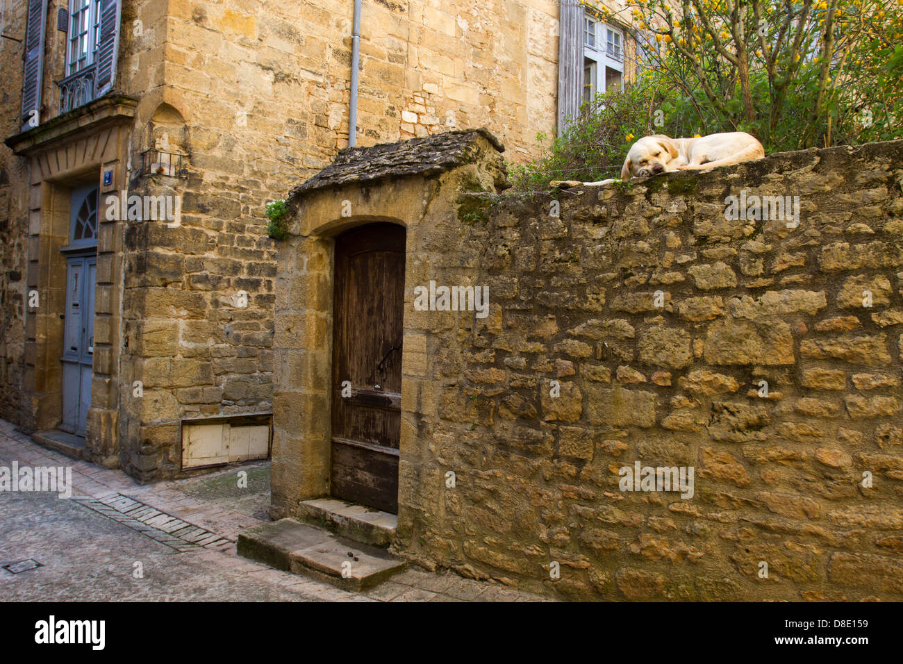 Labrador Retriever dog dormir sur vieux mur de grès le long d'une étroite rue pavée, à Sarlat, Dordogne France Banque D'Images