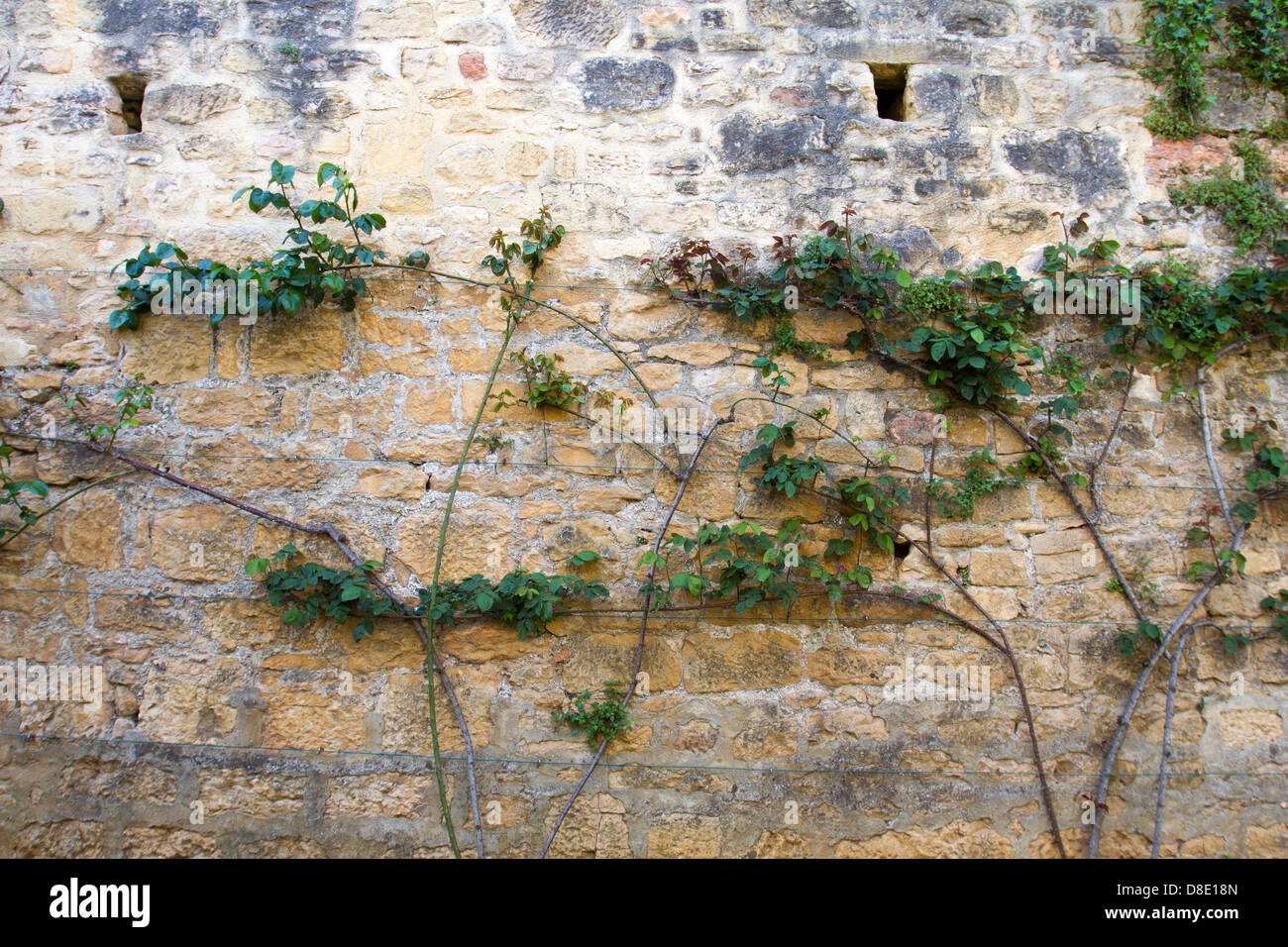 Vignes le long mur de pierre médiévale à Sarlat, Dordogne France Banque D'Images