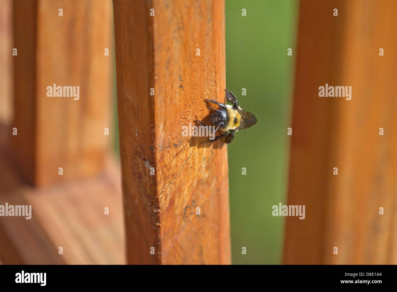 Une abeille charpentière s'enfouissant dans une terrasse en bois Banque D'Images