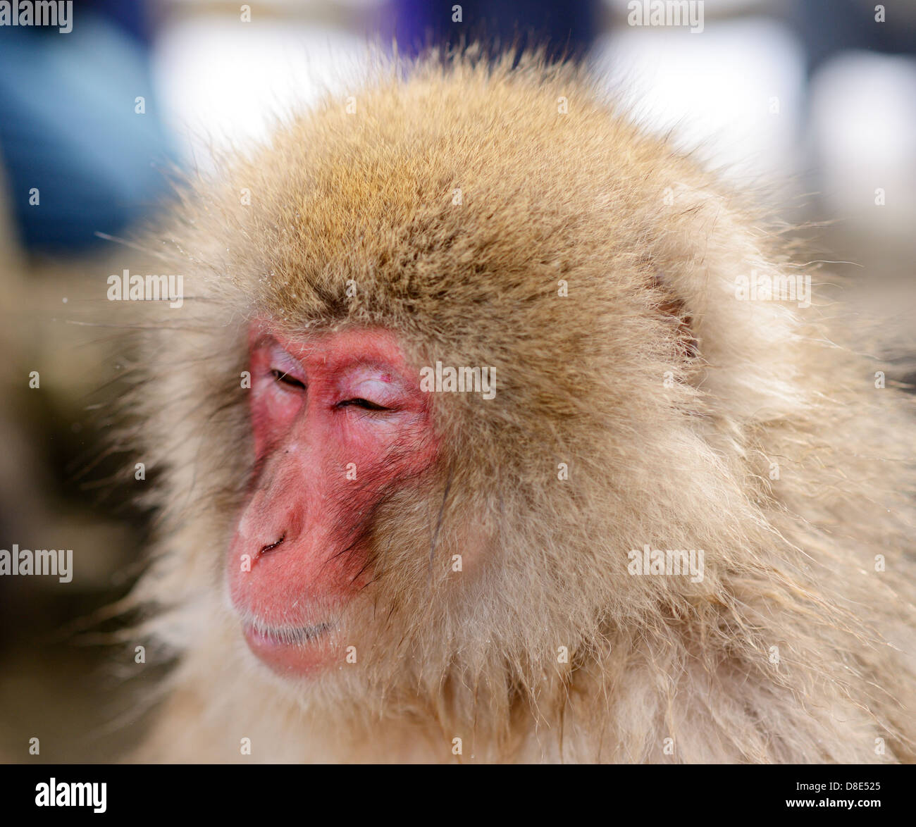 Les singes macaques japonais (neige), à Nagano, au Japon. Banque D'Images