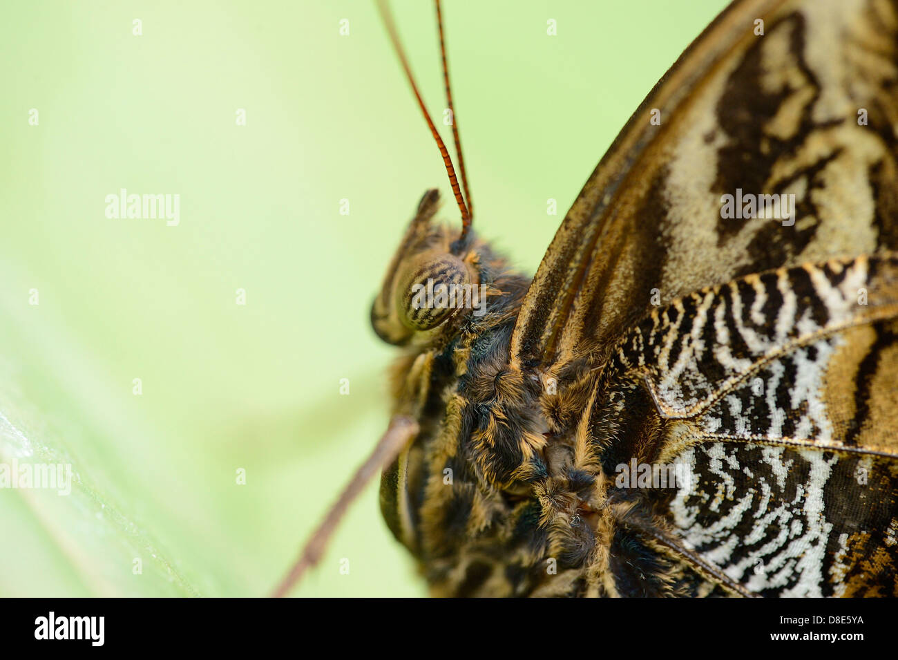 Forêt papillon Hibou Caligo eurilochus (géant), macro shot Banque D'Images