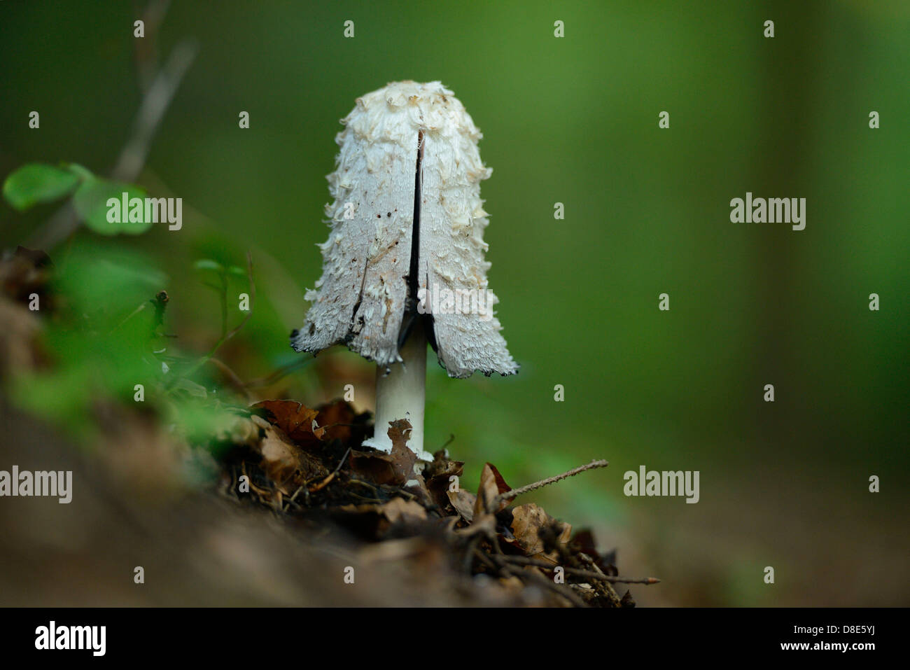 Shaggy (Coprinus comatus cap d'encre) Banque D'Images
