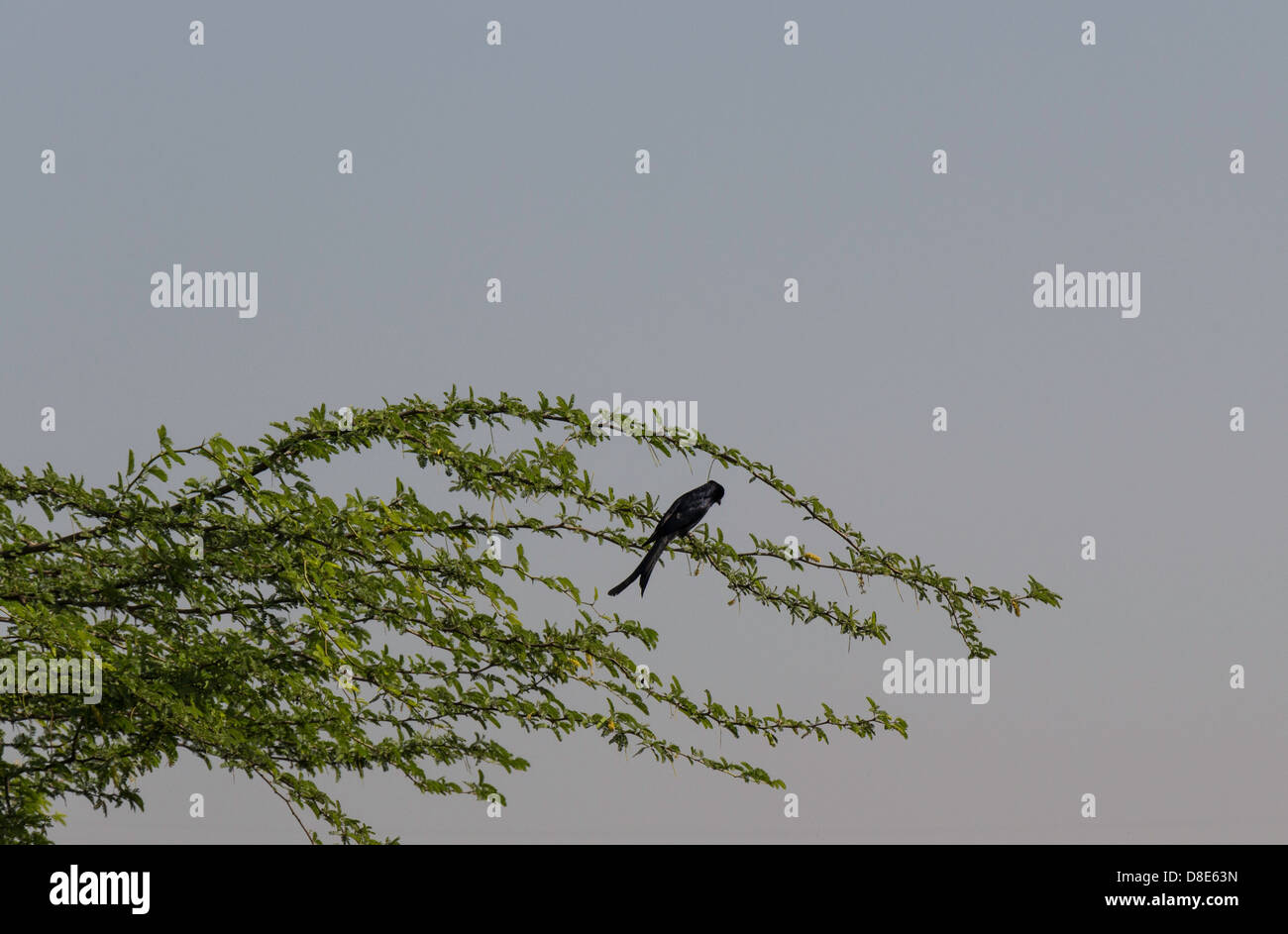Oiseau sur une branche d'arbre à l'intérieur du Refuge d'Okhla à Noida en Inde. Était un petit arbre. Banque D'Images