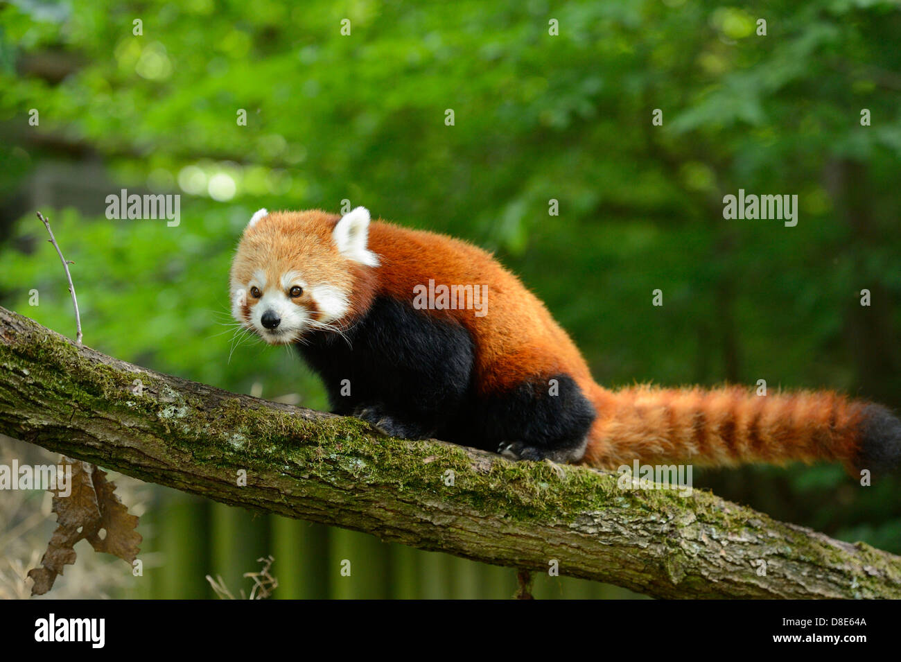 Le panda rouge (Ailurus fulgens) sur une branche Banque D'Images
