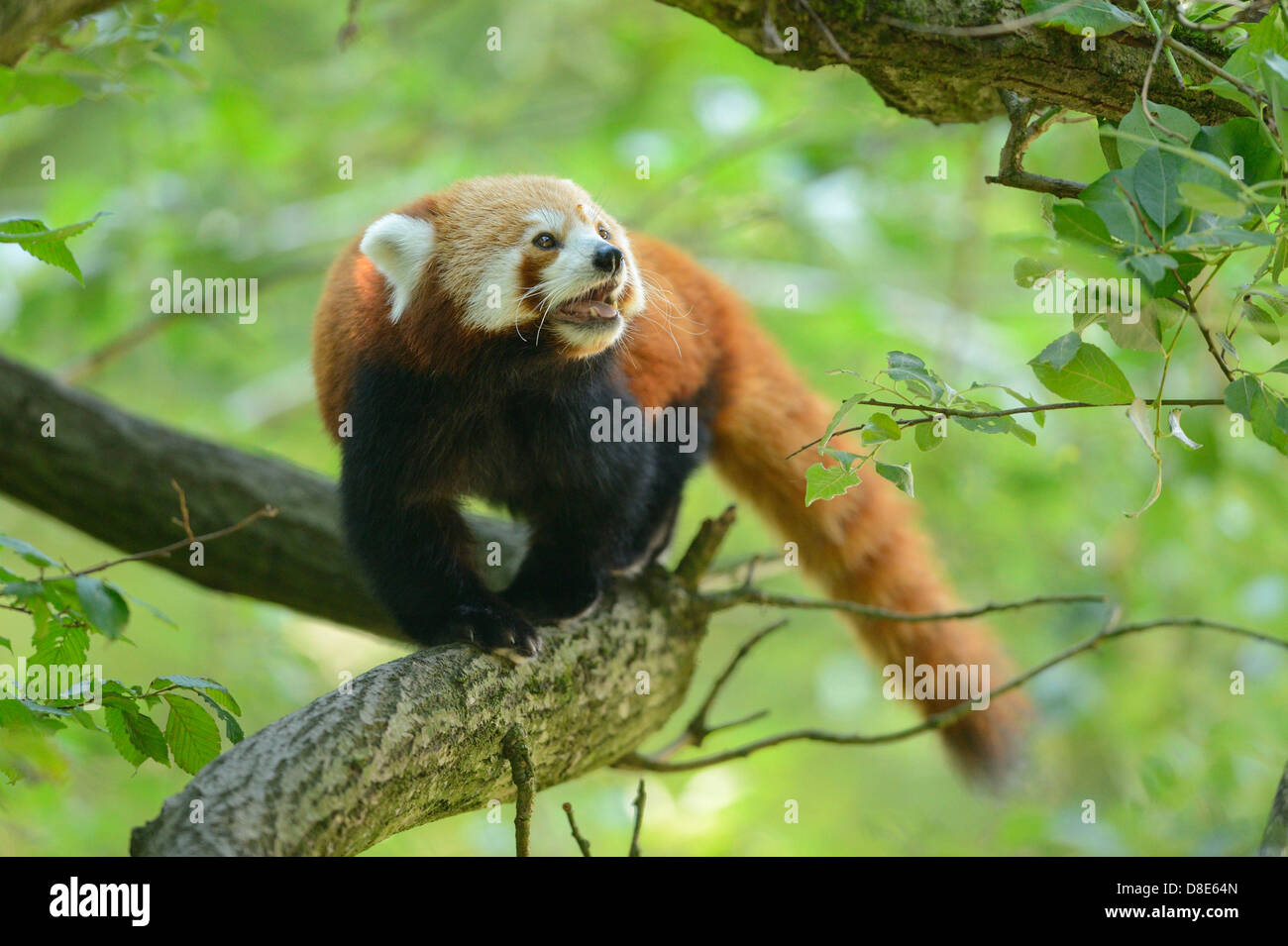 Le panda rouge (Ailurus fulgens) sur une branche Banque D'Images