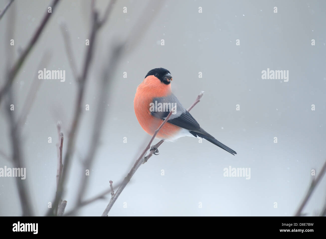 Canard colvert (Pyrrhula pyrrhula) assis sur une branche Banque D'Images