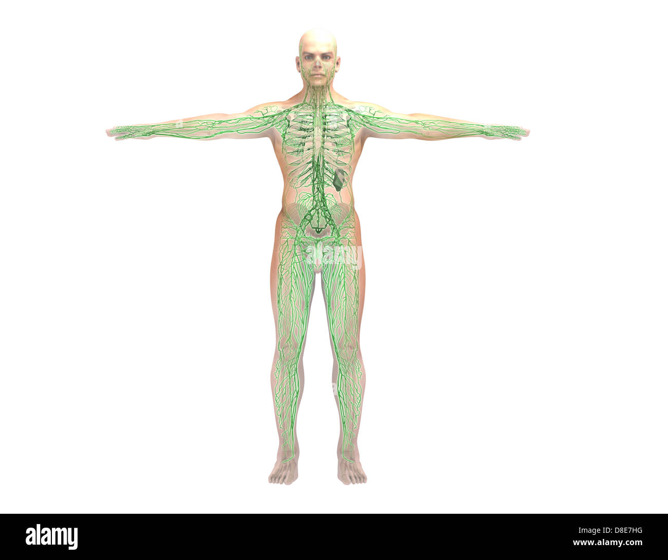 Illustration d'un modèle anatomique Photo Stock - Alamy